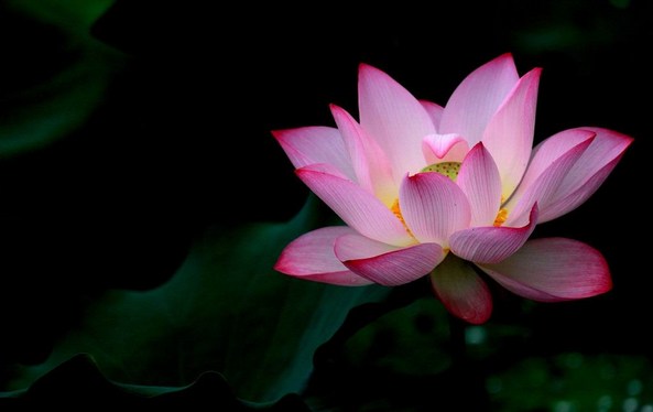 ����ֻ��С������������ӵ�д��ǻ�