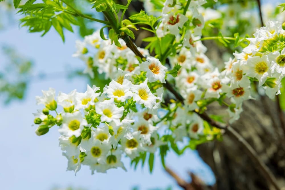 ��ʤ����̫�����������ر���