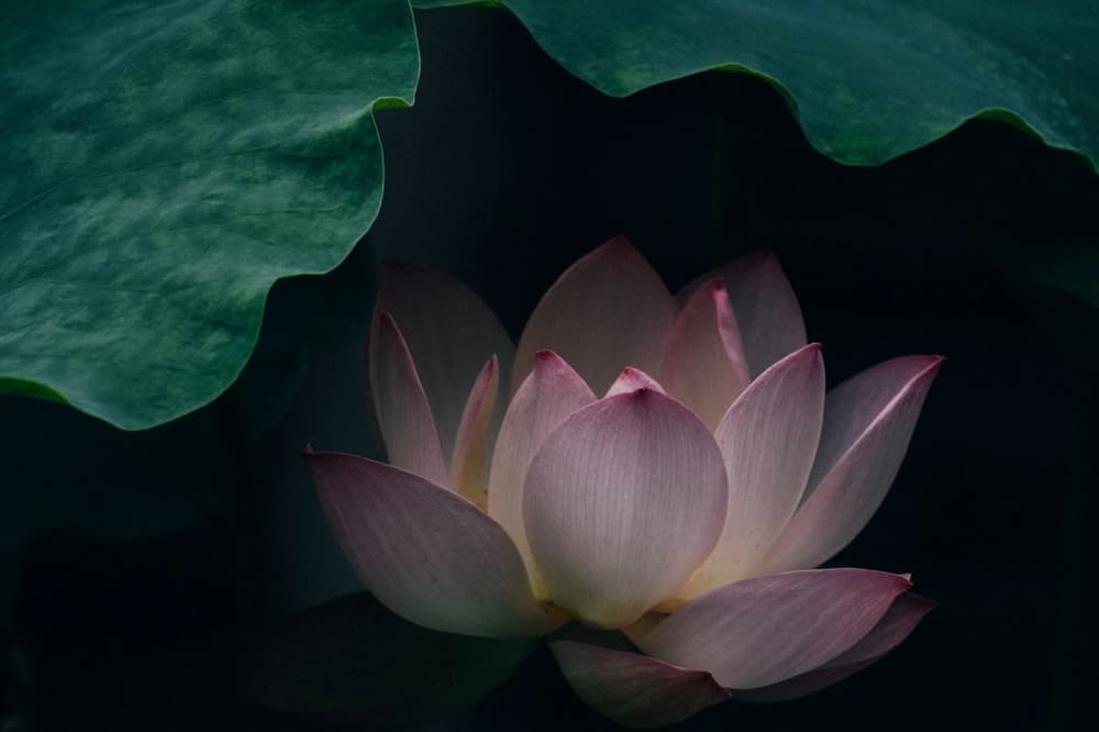 ��Ա��˵�á�����������ѡ��