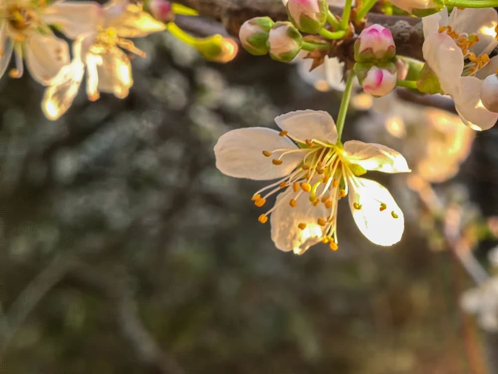 �������ɻ�