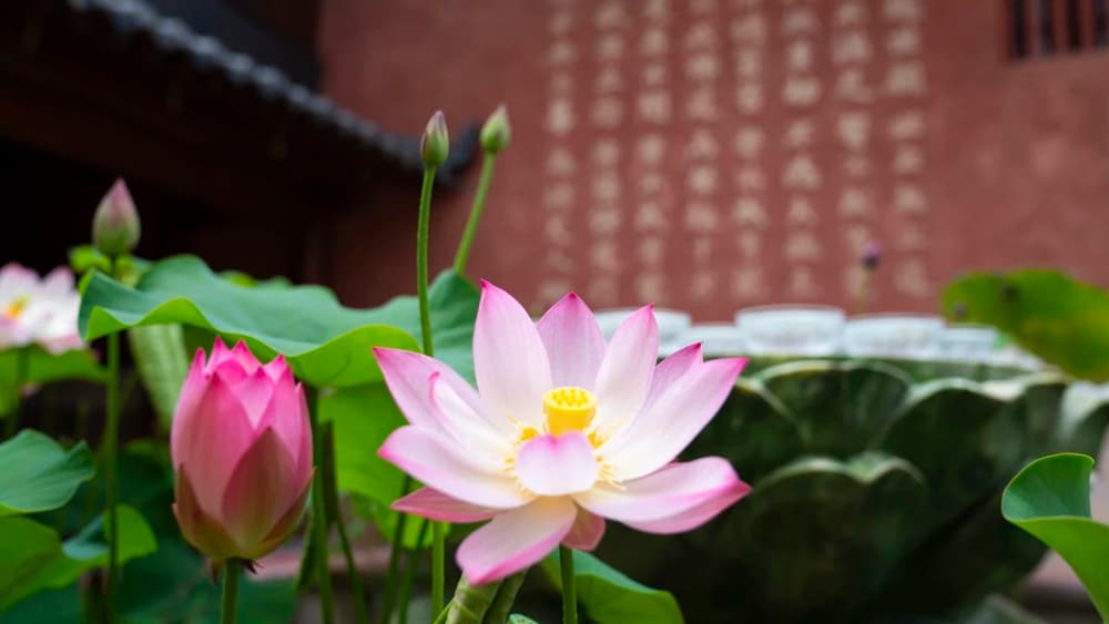 ����Ӧ������ֹ�ʧ