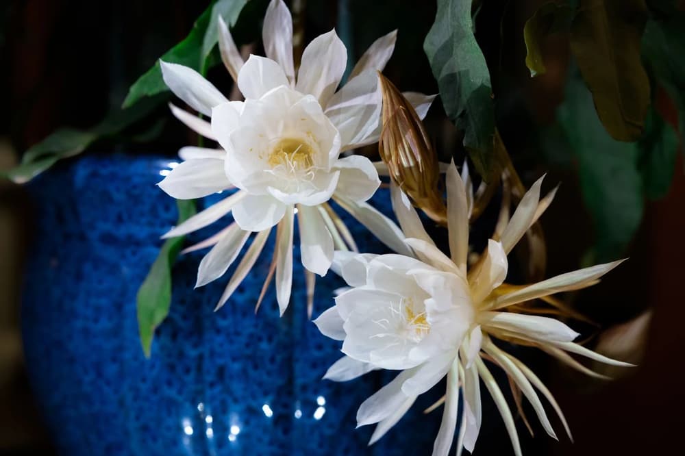 ��ڵ����ַ���