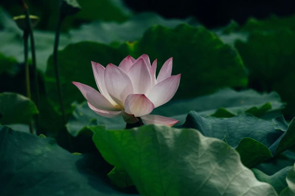 念佛的利益(经文开示汇总)