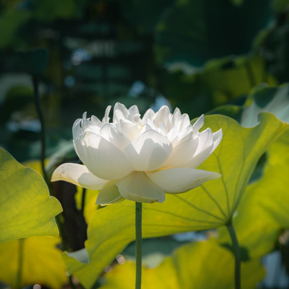 念佛法门殊胜在哪里