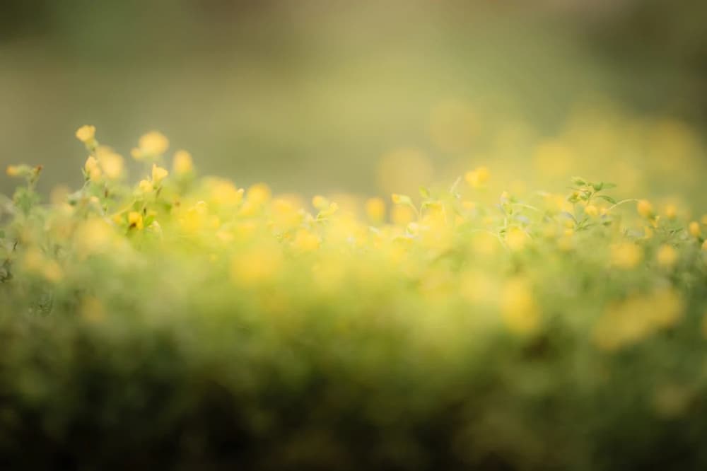 ֻҪ���������������ߣ��͸���������