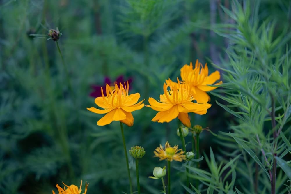 ������Ϻ�Ϊ��ͷ��ʹ���л������