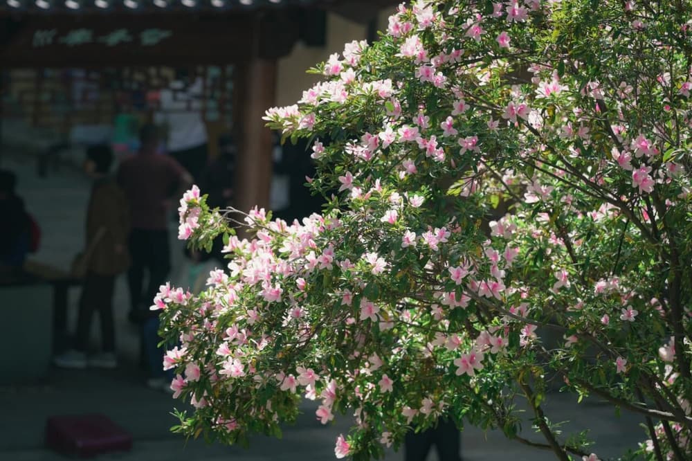 ������ʮ������