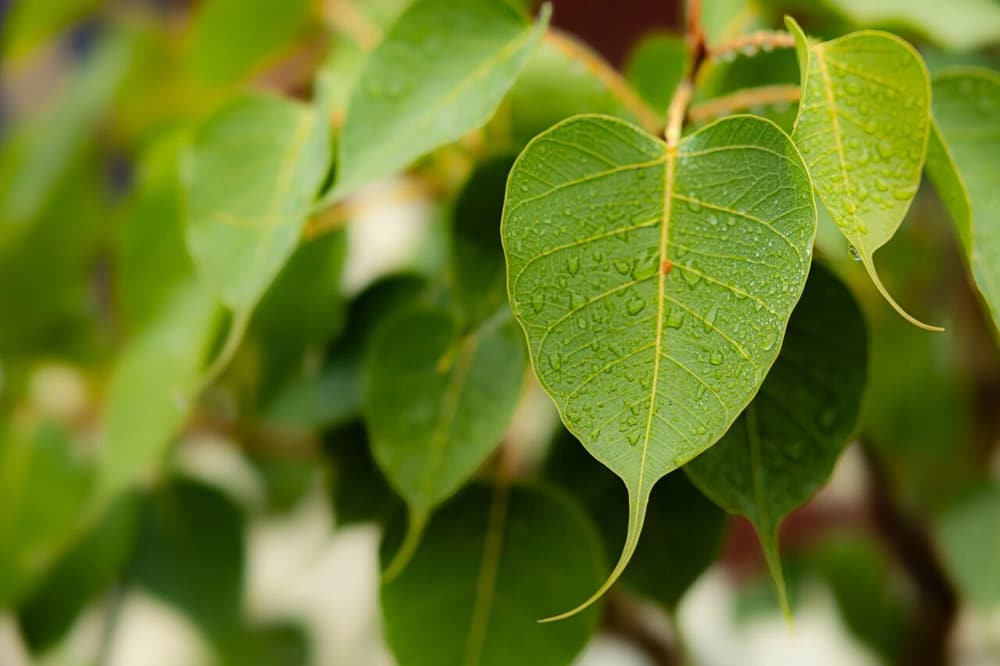 ʲô�Ǳչأ��������кι��ã�