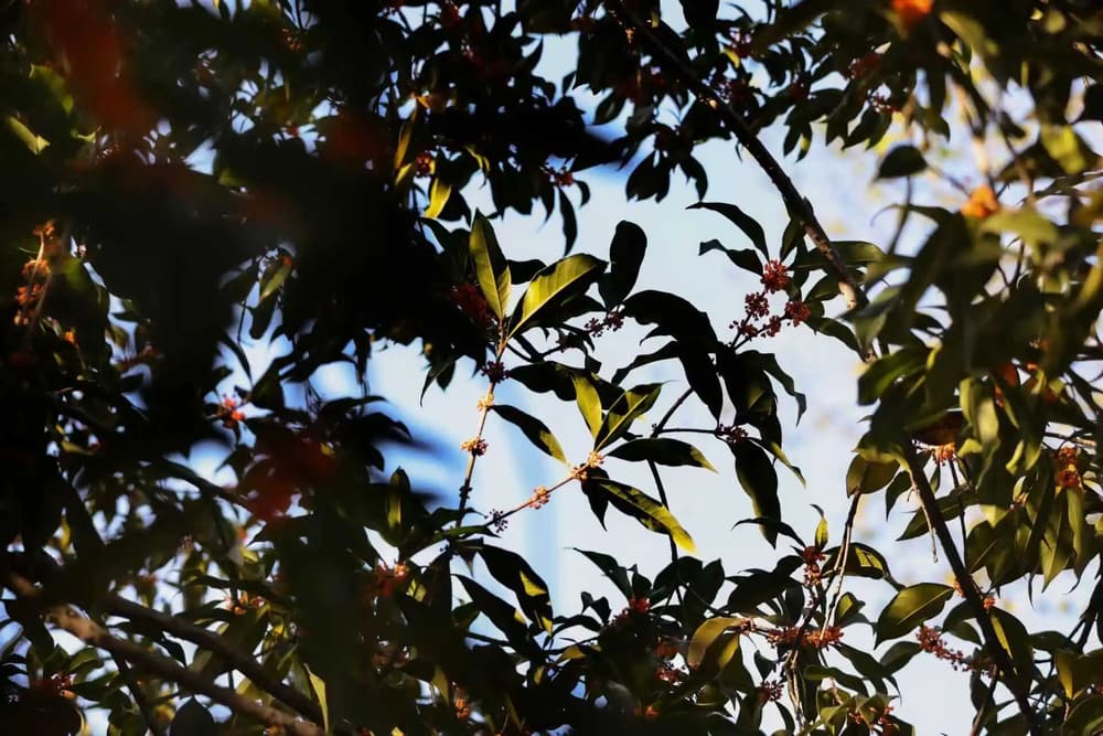 ��Ҫ���������飺�ڹۡ����ࡢ����